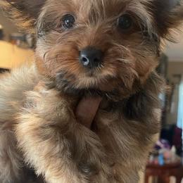 Poodles, Yorkipoos, and Yorkshire Terriers from Top Notch Pupz