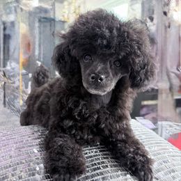 Ottis - Black male Poodle puppy in Wytheville, Virginia from Astyanax Poodles