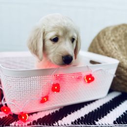 Ivy - Cream Goldendoodle puppy in Moncks Corner, South Carolina from Sweetgrass Goldendoodles of Moncks Corner