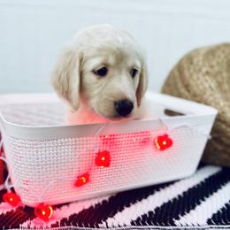 Ivy - Cream Goldendoodle puppy in Moncks Corner, South Carolina from Sweetgrass Goldendoodles of Moncks Corner