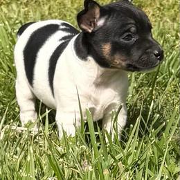 Girl 1 - Black tan and white female Rat Terrier puppy in Bee Branch, Arkansas from Rust Creek