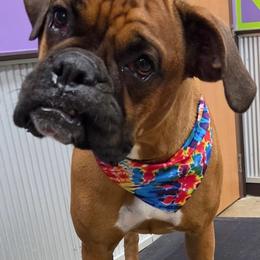 Nalla - Fawn female Boxer puppy in Milford, Ohio from Pawsitively Amazing Boxers LLC