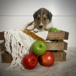 Steve - Sable male Collie puppy in Chilhowie, Virginia from Jolly Collies