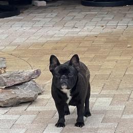 Ebony - French Bulldog