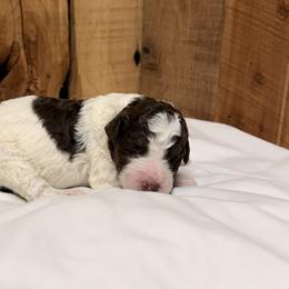 Kenny - Brown and white male Aussiedoodle puppy in Lavonia, Georgia from H & A Kennels