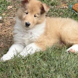Boy 1 - Sable merle and white male Collie puppy in Roaring Brook Twp, Pennsylvania from Denby Berger Picards and Collies