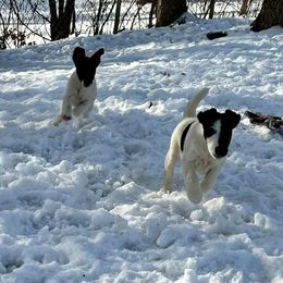 Smooth Fox Terrier Puppies from Misty Hollow