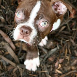 Boston Terrier Puppies from The Boston Puppy