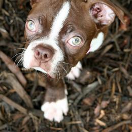 Boston Terrier Puppies from The Boston Puppy
