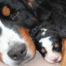 Bernedoodle and Bernese Mountain Dog Puppies from Richardville Hunde