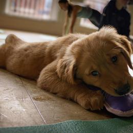 Golden Retriever Puppies from Northern Lights Goldens