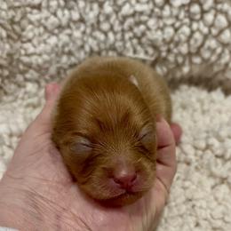 Remi - Lavender female Pomeranian puppy in Bentonville, Arkansas from Hummingbird & Fox