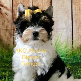 Xtreme Handsome Boy - Black tan and white male Biewer Terrier puppy in Jonestown, Pennsylvania from AKC Xtreme Biewer Terriers...