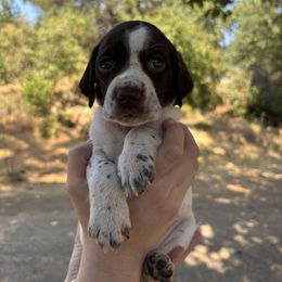 Denali - Purple Collar - Liver and white female German Shorthaired Pointer puppy in Mokelumne Hill, California from Underhill GSP