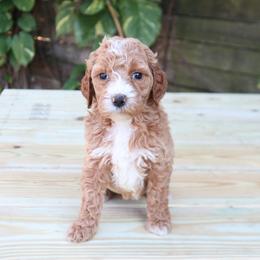 Juliet (Salmon Collar) - Cream female Goldendoodle puppy in Palmetto Bay, Florida from SOMIDOODLES