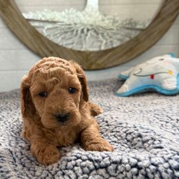 Puck - Apricot male Goldendoodle puppy in Deer Park, Washington from Doodle Paw Ranch