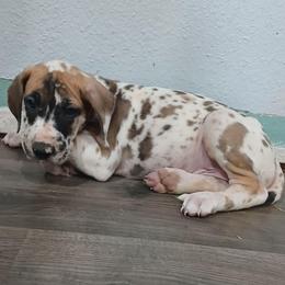 Briggs - Harlequin male Great Dane puppy in Marshall, Michigan from Dream K9