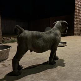 Sampson - Gray male Cane Corso puppy in Sienna, Texas from Robinson Elite Corsos