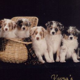 Australian Shepherds from Anew Australian Shepherds