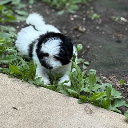 Coton de Tulear and Sheepadoodle Puppies from Majestic Creek Puppies
