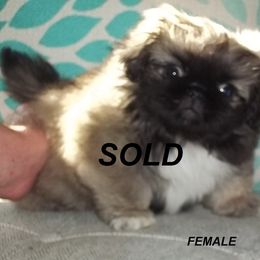 Pekingese Puppies from Brey Pekingese