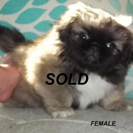 Pekingese Puppies from Brey Pekingese
