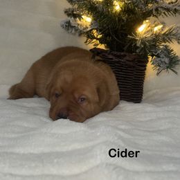 Cider - Yellow male Labrador Retriever puppy in Tigard, Oregon from Morrison Labrador Retreivers