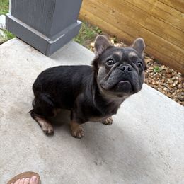 Heidi - Tricolors female French Bulldog puppy in New Braunfels, Texas from Grand Star Bulldogs