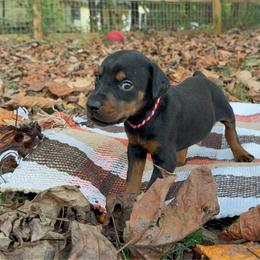 Autumn - Black and rust female Doberman Pinscher puppy in Toney, Alabama from Bhon Mhuir Dobermanns