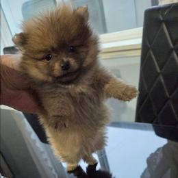 Teddy - Black & tan tri-color male Maltipoo puppy in Sedro Woolley, Washington from Absher Ranch