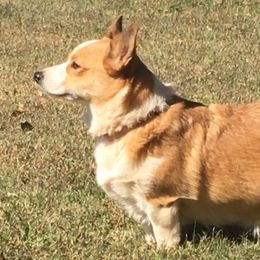 Hope - Pembroke Welsh Corgi