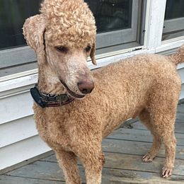Max - Poodle