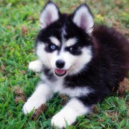 Pomsky, Rottweiler, Shetland Sheepdog, and Toy Shetland Sheepdog Puppies from Mountain High Kennels