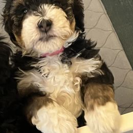 Aussiedoodle Puppies from Cornerstone Aussiedoodle Dogs
