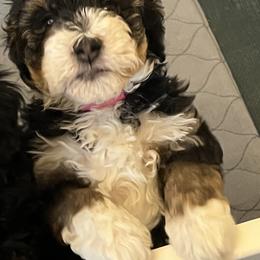 Aussiedoodle Puppies from Cornerstone Aussiedoodle Dogs