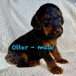 Otter - light blue collar - Phantom male Poodle puppy in Peyton, Colorado from Fuzzybottoms Ranch LLC