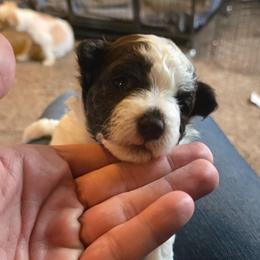 Girl 1 - Chocolate female Havanese puppy in Columbus, Ohio from Havanese Puppies Columbus