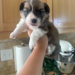 Astro - White and red male Pembroke Welsh Corgi puppy in Red Bluff, California from Wilder Ranch Corgis