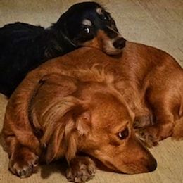 Dachshund puppies from Cane Creek Doxies