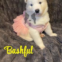 Bashful (Yellow Collar) - White female Siberian Husky puppy in Lagro, Indiana from Siberian Huskies-Beckham the Great
