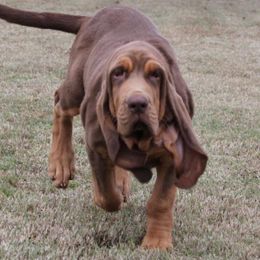 Bloodhound and Mastiff Puppies from Teoc Bloodhounds and Mastiffs