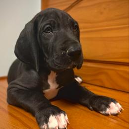 Jack Daniels - Black and white male Great Dane puppy in Chapmansboro, Tennessee from Balthrop Bend Farms