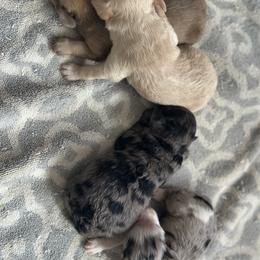 Max - Merle male Goldendoodle puppy in Waynesboro, Virginia from Forest Creek Kennel