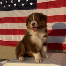 Australian Shepherd Puppies from Aussome Okie Aussies