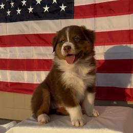 Australian Shepherd Puppies from Aussome Okie Aussies