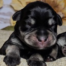 Lila - Purple Collar - Black and silver female Miniature Schnauzer puppy in Coarsegold, California from Halo Schnauzer