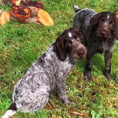 Dachshund and German Wirehaired Pointer Puppies from Inverness Kennels