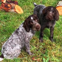Dachshund and German Wirehaired Pointer Puppies from Inverness Kennels