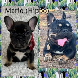 French Bulldog Puppies from GavFam Frenchies