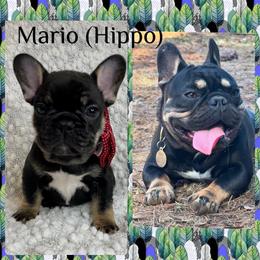French Bulldog Puppies from GavFam Frenchies